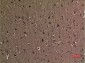 p53 (Di Methyl Lys370) Polyclonal Antibody